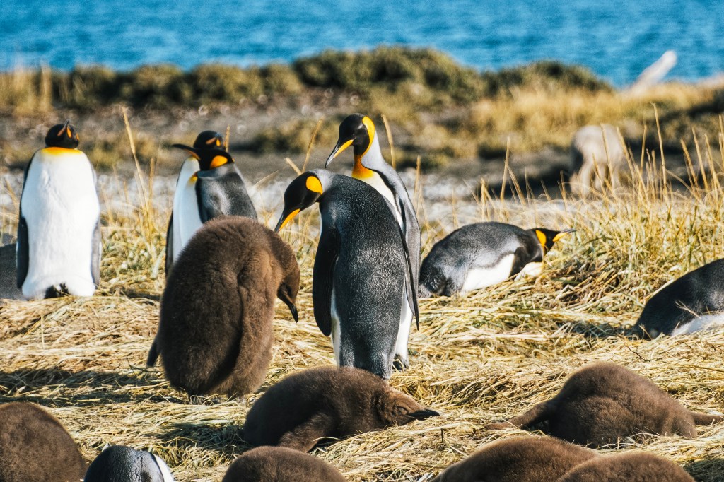 Discover King Penguins at Tierra del Fuego